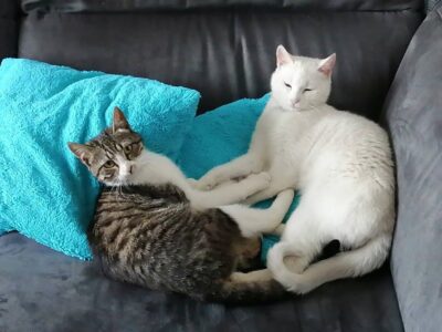 467395154 1099641745501326 583481099639879853 N