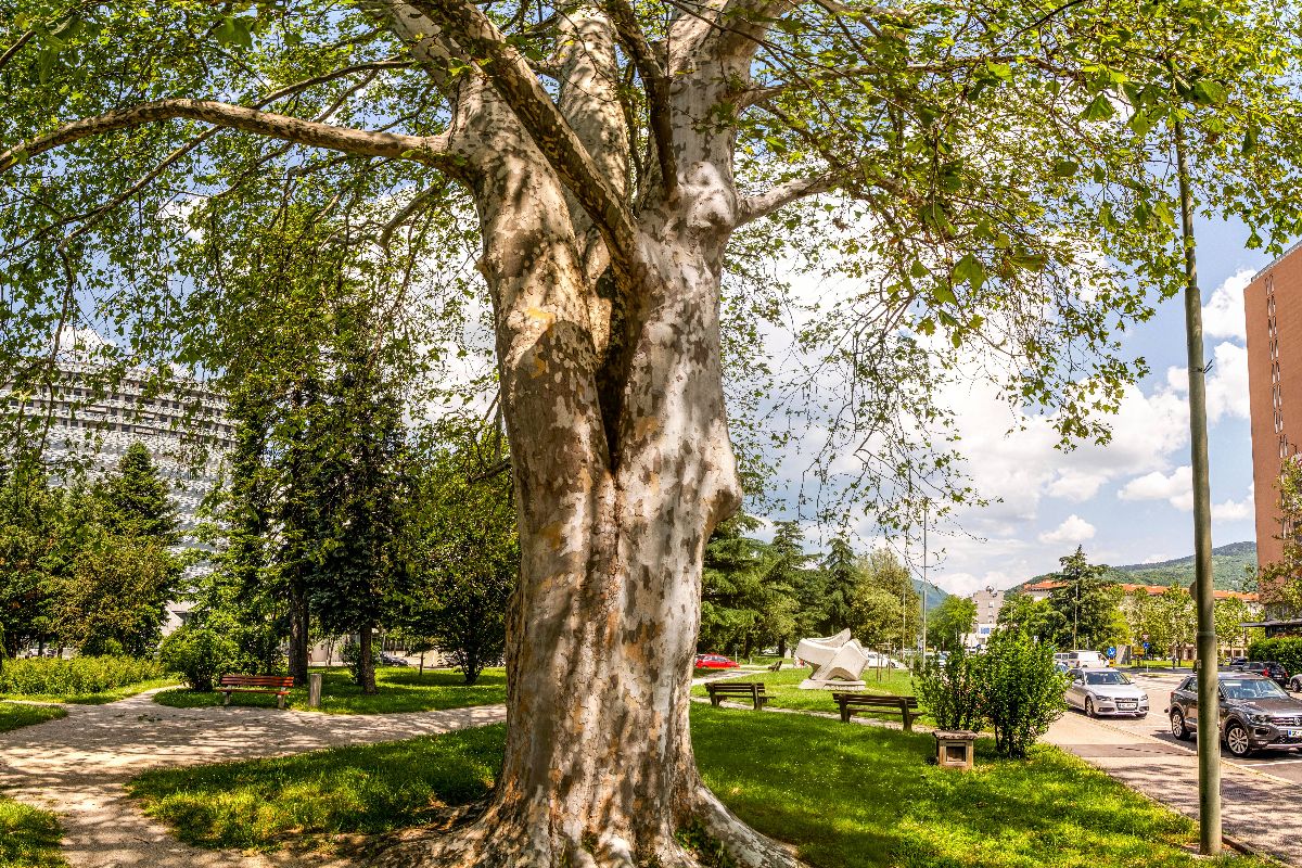 Drevo ng leo caharija