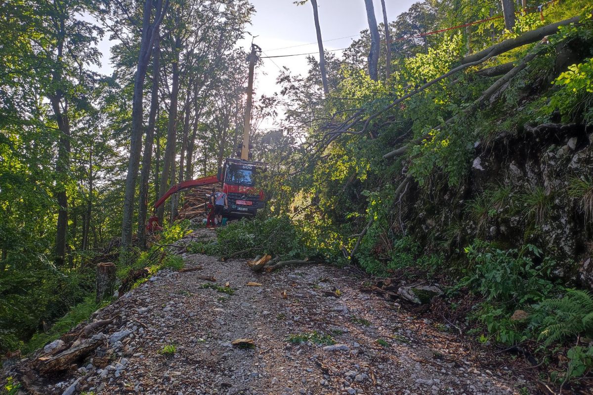 Podrta drevesa cepovan