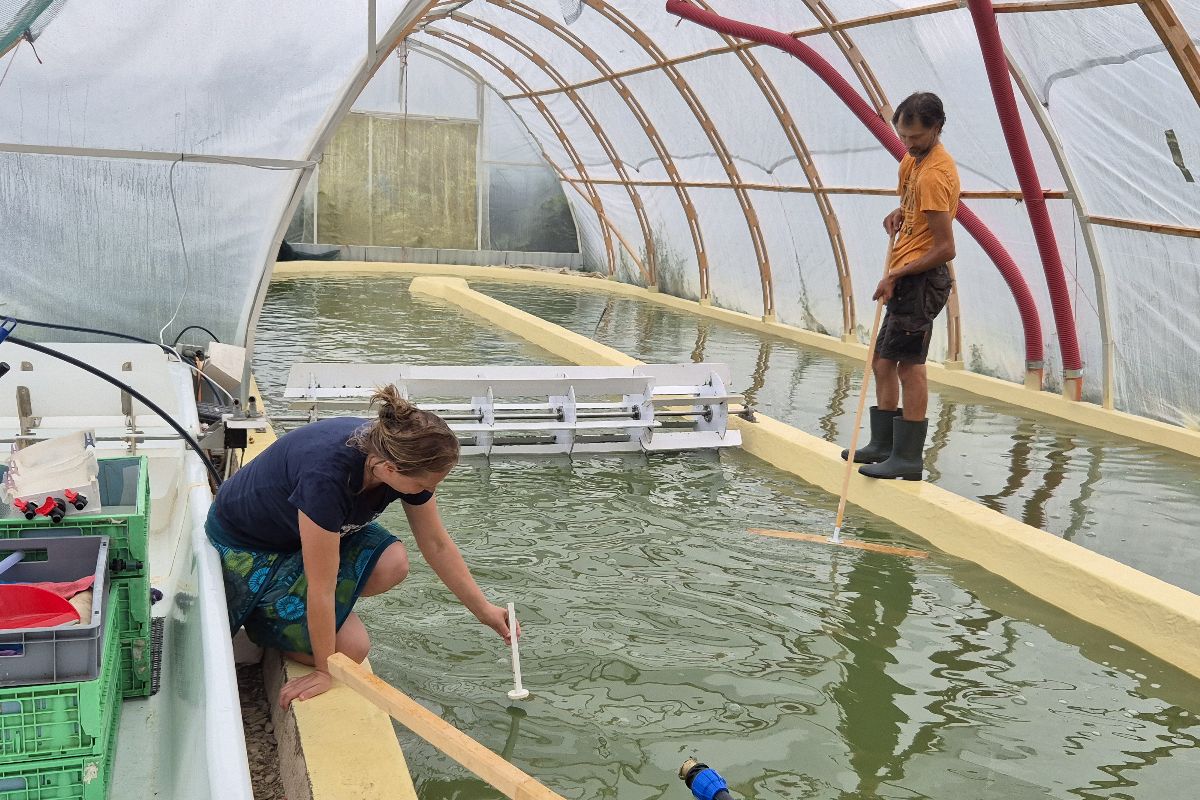 Alge smarje radio robin