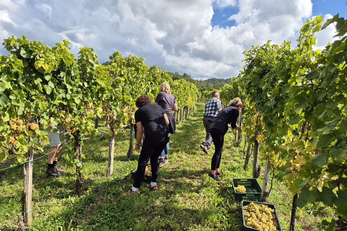 Trgatev 2025 brda radiorobin