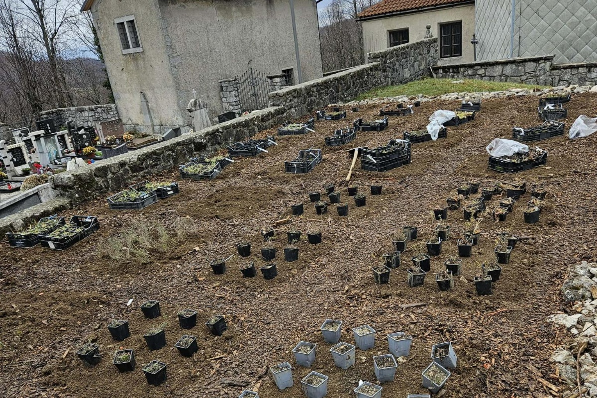 Lokovec novost jan2026